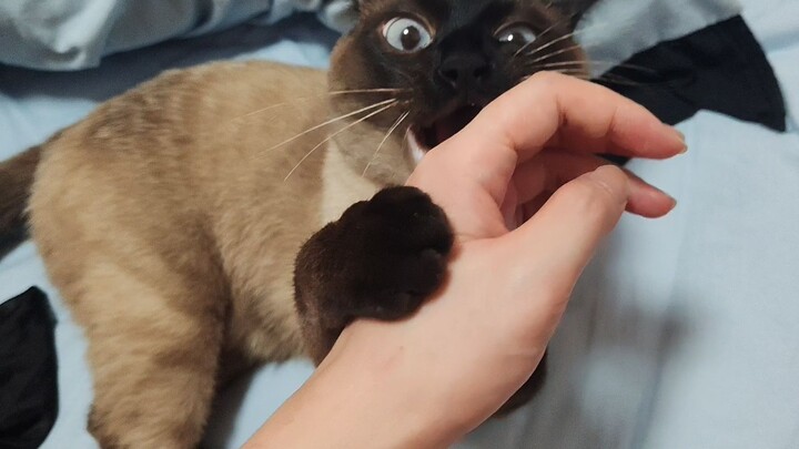 ศาสตร์แห่งการถูกแมวขบ: ทำอย่างไรให้ลูกแมวไม่กัดมือคุณ