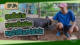 ลูกเต็มบ้านหลานเต็มเมืองหมูดำสิรินทร์ฟาร์ม - [สิรินทร์ฟาร์ม] EP.54