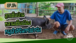 ลูกเต็มบ้านหลานเต็มเมืองหมูดำสิรินทร์ฟาร์ม - [สิรินทร์ฟาร์ม] EP.54