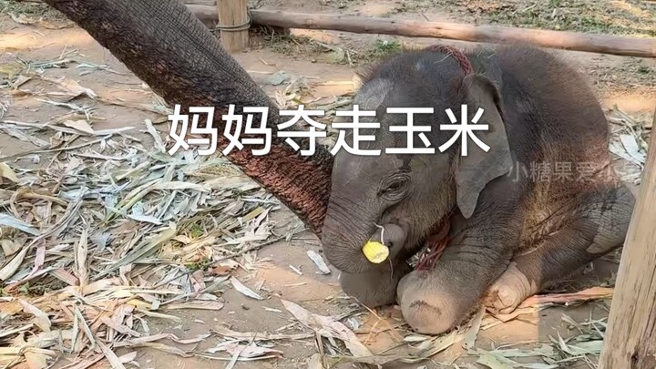 Little Elephant: Count the birds, count the birds 🤣 Feels so wronged again…