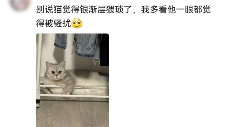 A calico cat shows up at home, and the Brit just goes all gaga.