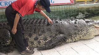 小鳄鱼也怕痒