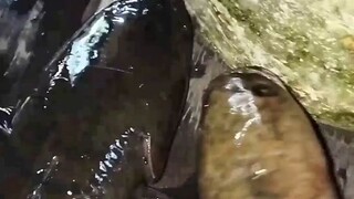 coba pasang tajuran di spot yang banyak ikan monster nya