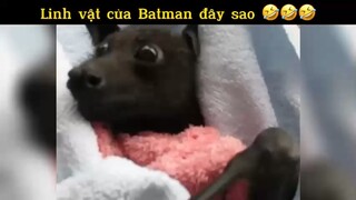 Linh vật của Batman đây sao🤣🤣🤣