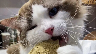 听说猫砂都能补钙了！