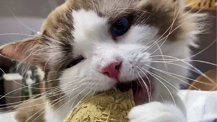 ได้ยินมาว่าทรายแมวก็สามารถเสริมแคลเซียมได้แล้ว!