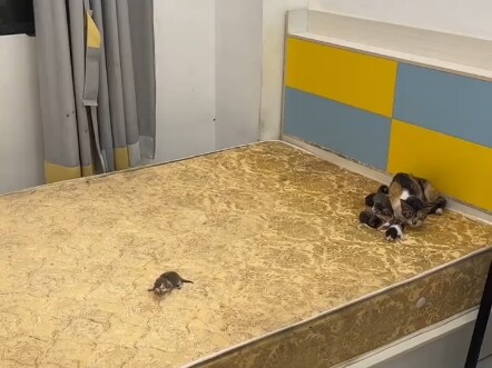 Gia đình như sụp đổ: Mèo mẹ sinh một bầy con trong căn phòng cho thuê. Biết làm sao bây giờ? Không đ