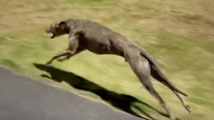 เดินเล่นยามดึก ความเร็วจี๊ดจ๊าดของเจ้าตูบในเสี้ยววินาที