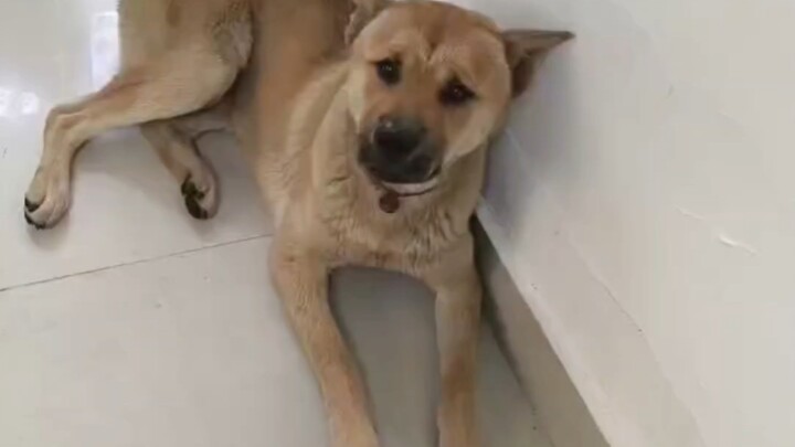 Actually, Dahuang is super easy to please.