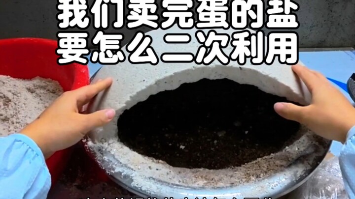 What should you do with the salt used to boil quail eggs? How can you reuse it? Watch this now!