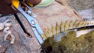 鱼：肝胆科教授都没你厉害！