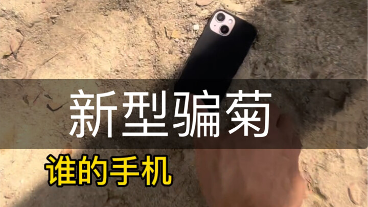 New type of chrysanthemum scam