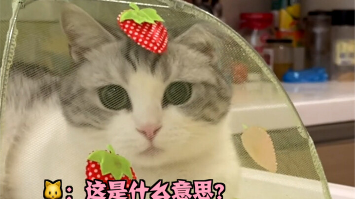 هل يُظهر مربي القطط حبه أمام قطته؟