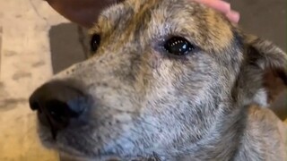 一只很有礼貌的流浪狗，被喂了几口食物后，都快哭了