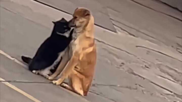 Kucing: “Onii-chan, kamu ini lembut banget~”