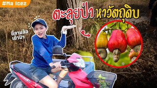 ตะลุยป่า! ตามล่าหาของกิน เม็ดมะม่วงหิมพานต์สดๆ[Ep.16] Ma Icez