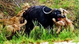 3 Lions Bring Down Buffalo In Epic Battle.