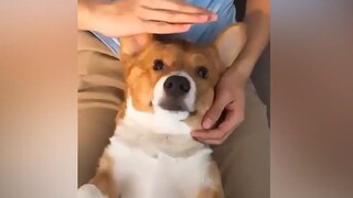 Cat: Doggie, Do You Know How Serious It Is?