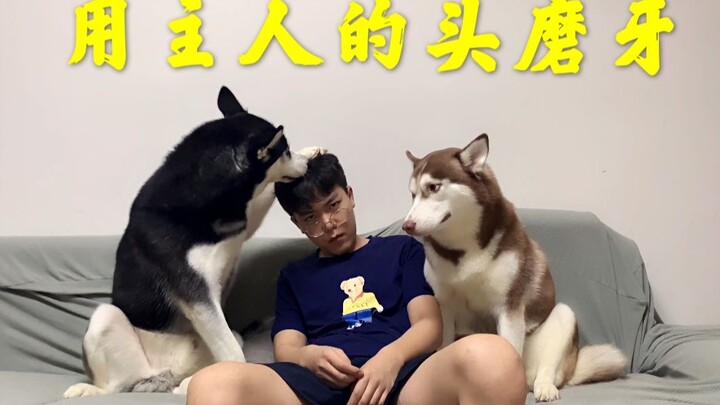 ไซบีเรียนฮัสกี้ที่เลี้ยงแบบประหยัดใช้อะไรขบเคี้ยวเพื่อบดฟัน