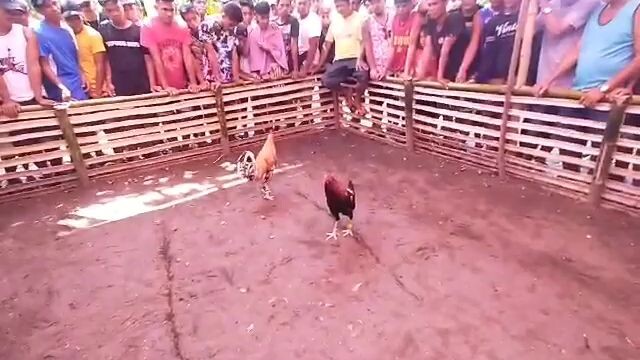 JRP DOME SWEATER bitaw ni erpat 11k parada sa tupada 👍🐓🔥