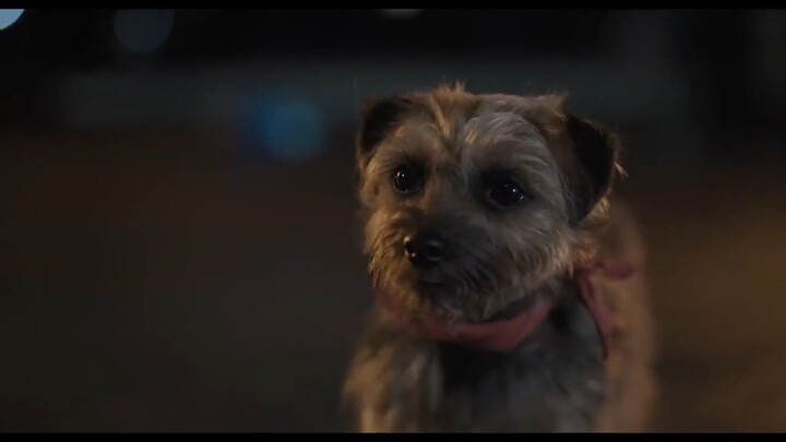 Strays Watch Full Movie ;Link in Descrption