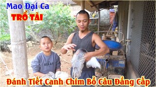 Tiết Canh Chim Bồ Câu - Mao Đại Ca Trổ tài Đánh Tiết Canh Chim Bồ Câu Đẳng Cấp