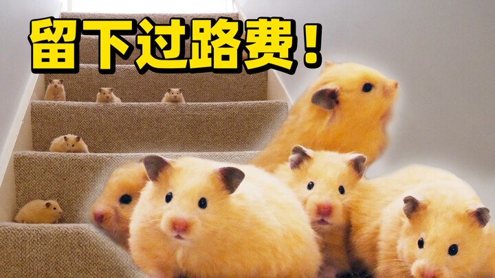 Cầu thang này đã bị chúng tôi chiếm rồi!