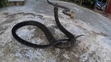 King Hoàng Phát Hiện 3 Con Hổ Mang Chúa Khổng Lồ Trong Nhà Bà Lão 80 Tuổi | Giant cobra