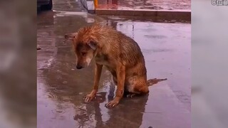 用流浪狗第一视角体验流浪狗的一天，原来它们光是活着就已经拼尽了全力