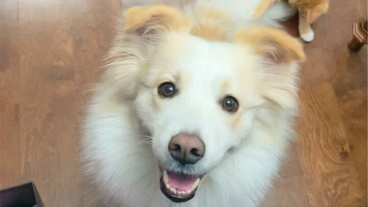 Dengan stik kucing di tangan, kucing manis ada di genggaman!