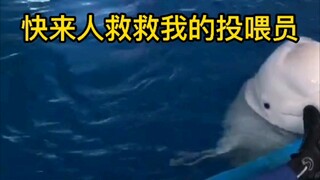The feeder "pretended to be dead" to see how the beluga whale would react?