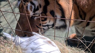 Tiger's reaction to a duck he knew that died.