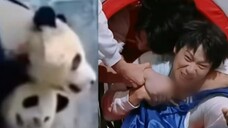 [Lucu] Wang Hedi dan Wei Daxun bermain game seperti pertarungan panda raksasa