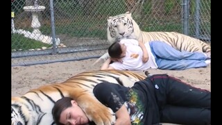 Funny|Big Tiger Playing With Tourists