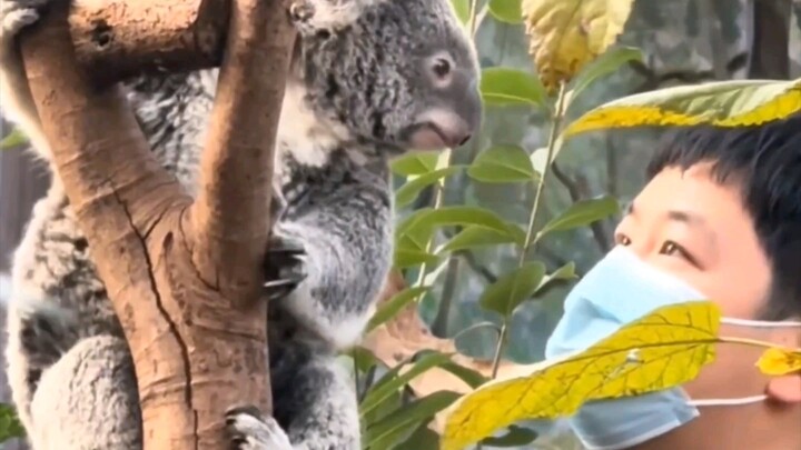 Gấu koala: Chàng trai, có chút hiểu biết chút đi chứ?