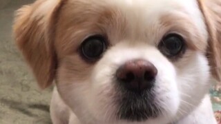 嗨！你好呀！今天喜欢我了吗？