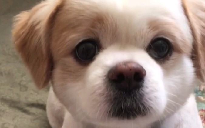 嗨！你好呀！今天喜欢我了吗？