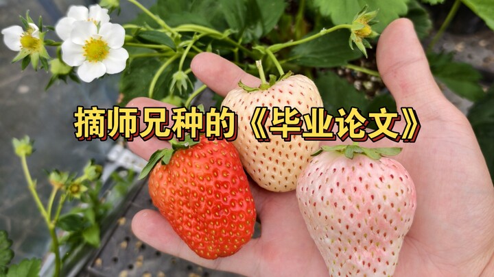 Mahasiswa pertanian kembali mengajak adik tingkatnya untuk memetik “skripsi”! Kali ini stroberinya e