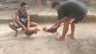 Tornado Broodstag Super Mamalo