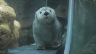 The little sea otter is as adorable as a puppy