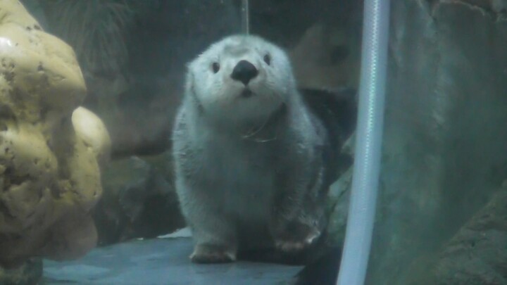 Chú rái cá nhỏ đáng yêu như cún con