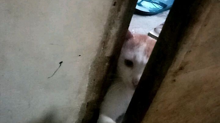 ❤️Pusang gutom😍