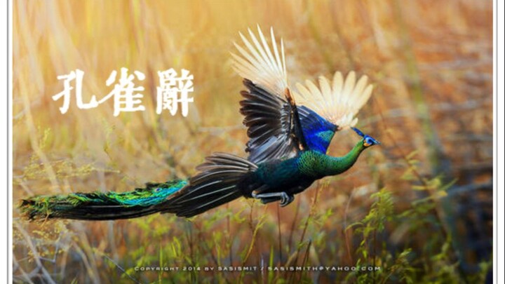 【绿孔雀|混剪】孔雀辞-在中国仅剩300只的绿孔雀
