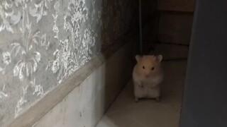 At 1 a.m., I'm staring down a hamster.