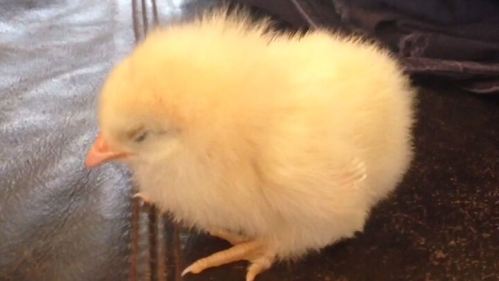 Super Cute: A Sleepy Little Chick