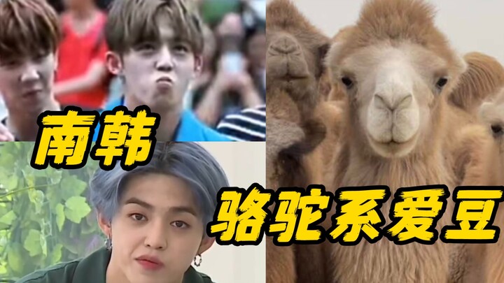 [South Korea's No. 1 Camel-Style Idol]