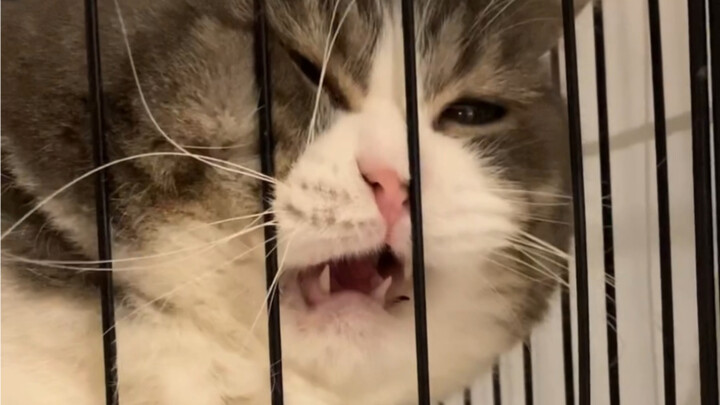 Do Kittens Call for Their Mom Too?