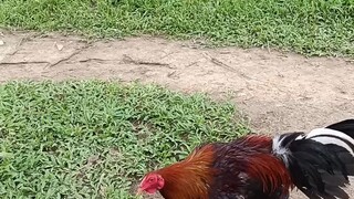 tambay upit sa munting manokan mga idol...