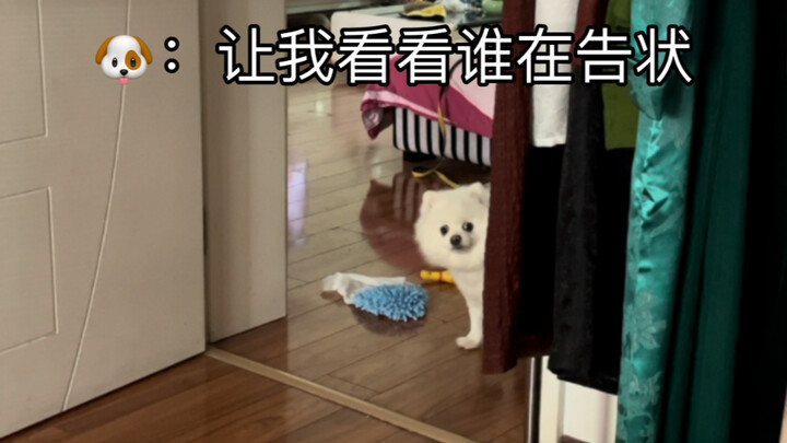 Reporting to Mom that the dog keeps biting the rag, hehe