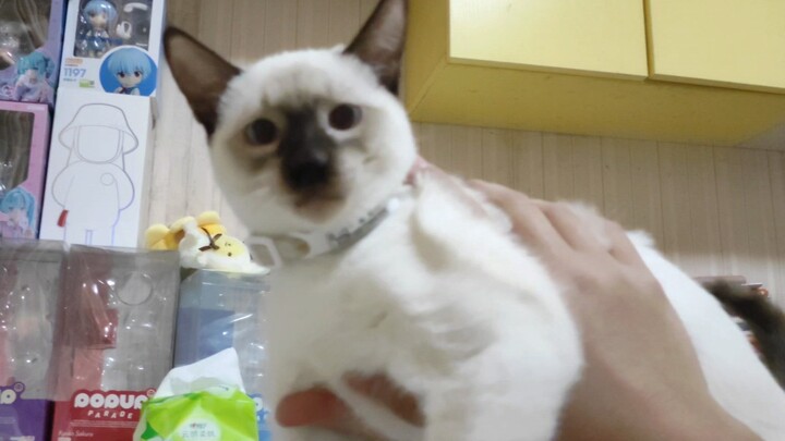 Kepala, tolong jangan memakan saya meong